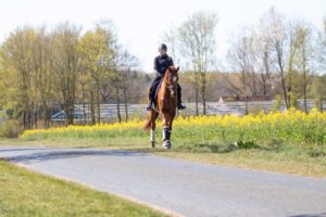Girl riding chestnut warmblood horse through rape field with yellow flowers