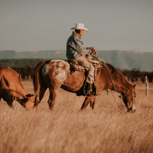 Appaloosa Horse herding cattle with cowboy in the united states of america