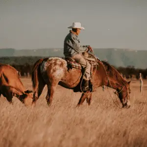 Appaloosa Horse herding cattle with cowboy in the united states of america