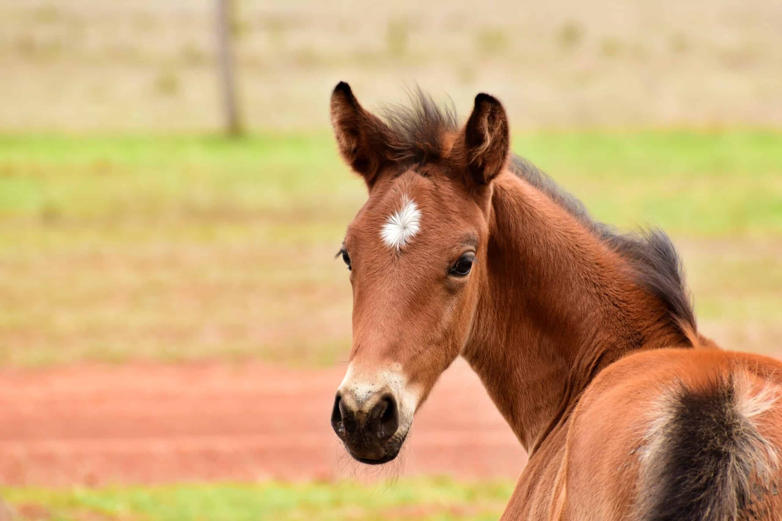 genetic-defects-in-horses