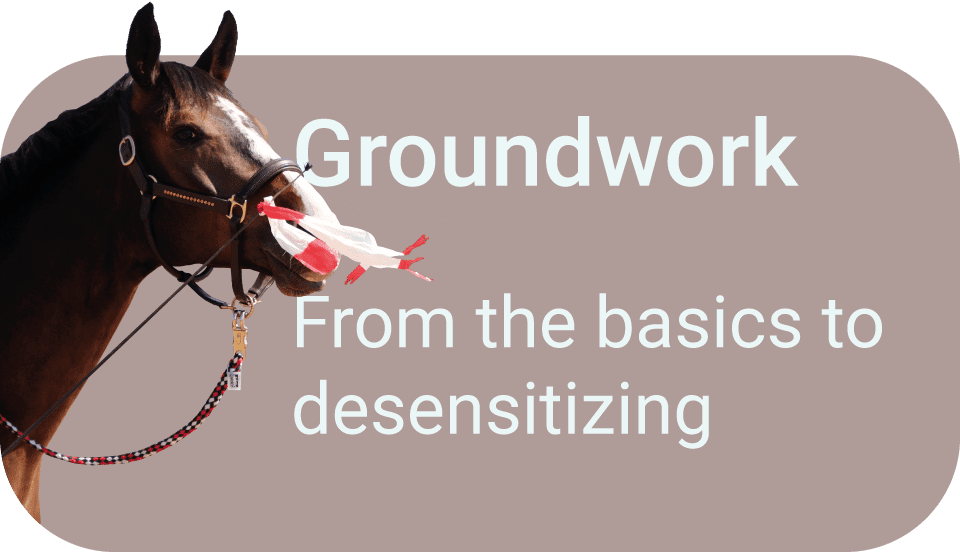 Desensitizing horse against loud noises and objects