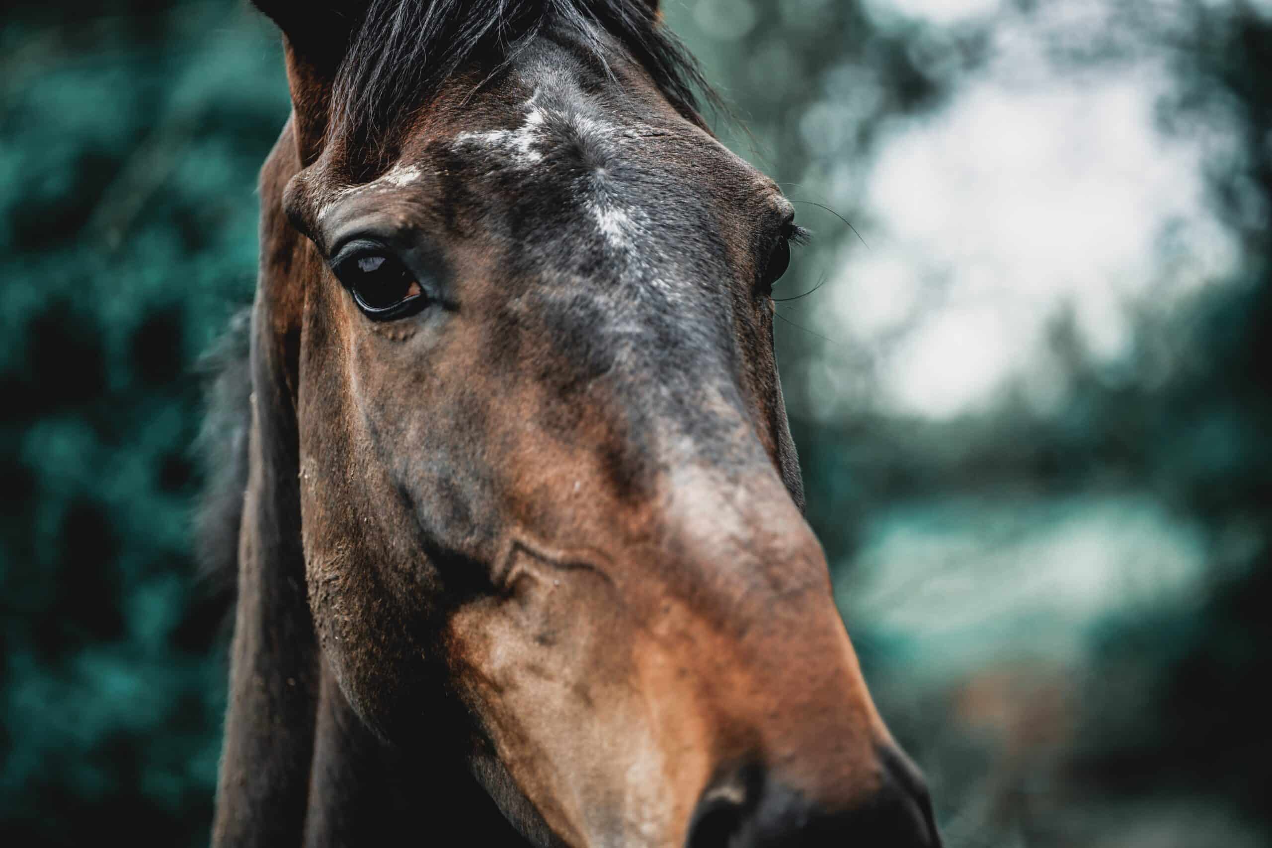 Cancer and tumors in horses