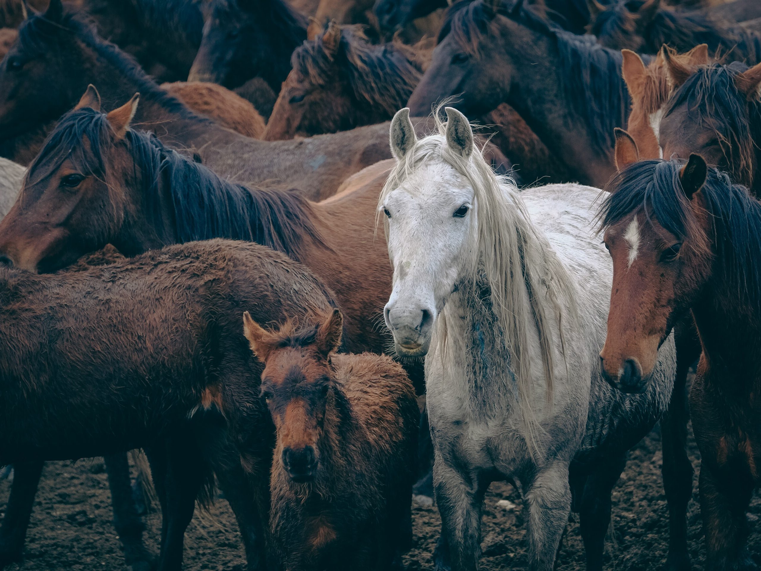 Viral infectious diseases in horses Happie Animals