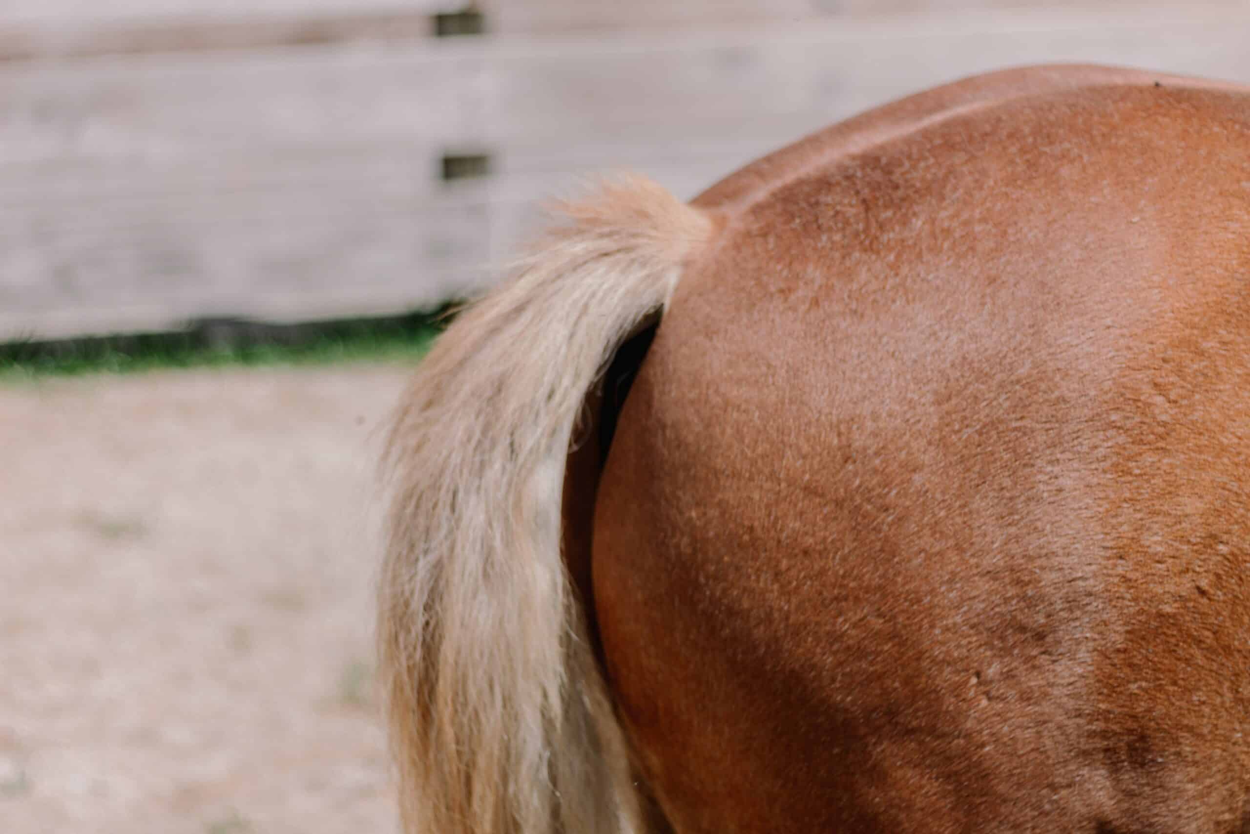 Intestinal diseases in horses