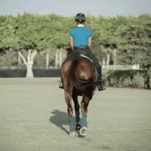 Brown horse with a rider wents away from the camera