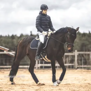 Brown horse in outdoor riding arena in winter