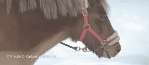 Horse with halter in the snow