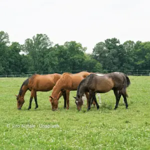 Three brown horses grazing on the field