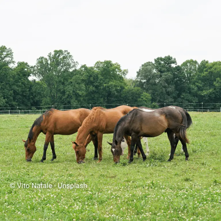 Three brown horses grazing on the field