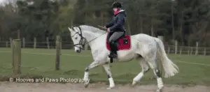 Frau reitet auf Schimmel im Trab Dressur