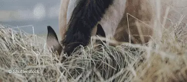 Horse eating hay