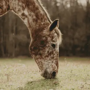 Horse grazing