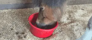 Horse eating out of a red bowl