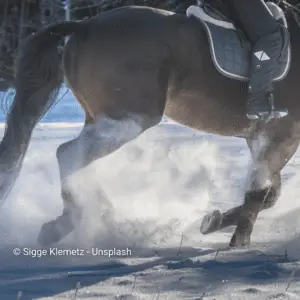 Horse galopping in snow