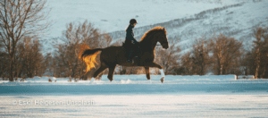 Horse galopping in snow