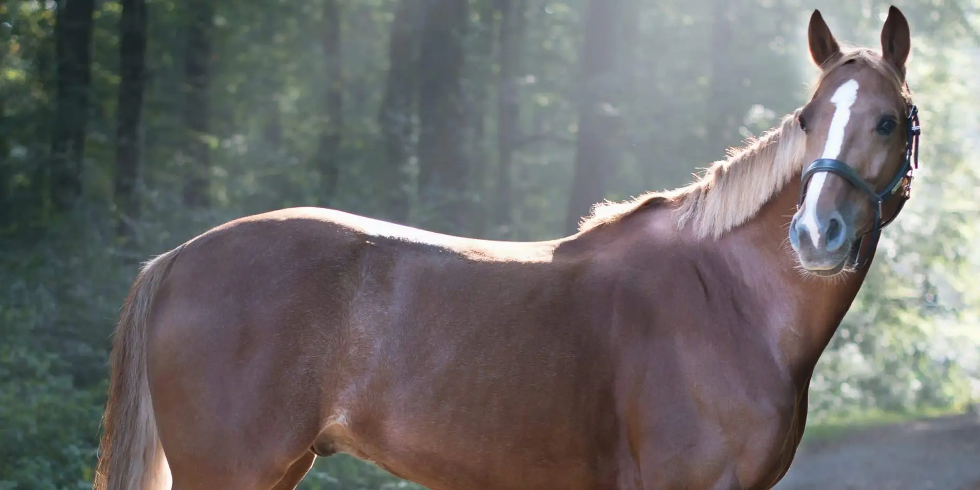 well proportioned horse standing in forest