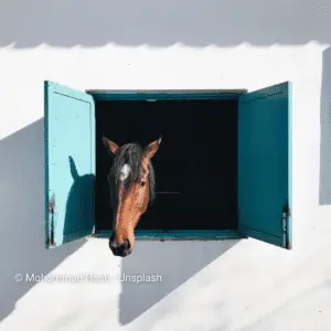 Brown horse looks out of the barn window