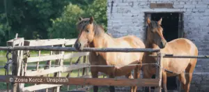 Two Brown horses standing behind a fence