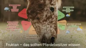 Ein Pferdekopf kommt von oben in der Mitte ins Bild und grast auf einer dürren Wiese. Im Hintergund ist eine Grafik zum Thema Fruktan und Wettereinfluss eingefügt. Die Überschrift lautet: Fruktan - das sollten Pferdebesitzer wissen.