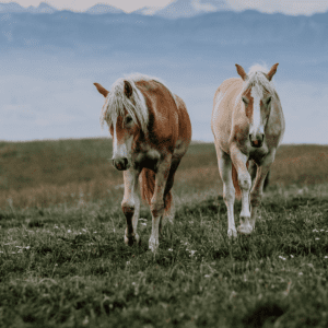 Two Haflinger Horses in the mountains