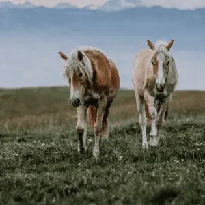 Two Haflinger Horses in the mountains