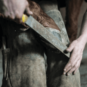 Horses hoof being formed by a farrier