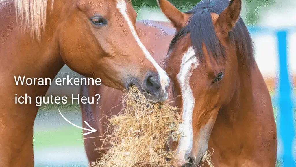 Zwei Pferde fressen Heu. Im Vordergrund ist ein Pfeil zum Heu gerichtet und ist von der Überschrift her ausgerichtet: Woran erkenne ich gutes Heu?