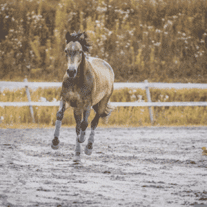 Horse galopping on sand outdoor arena