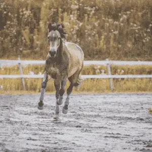 Horse galopping on sand outdoor arena