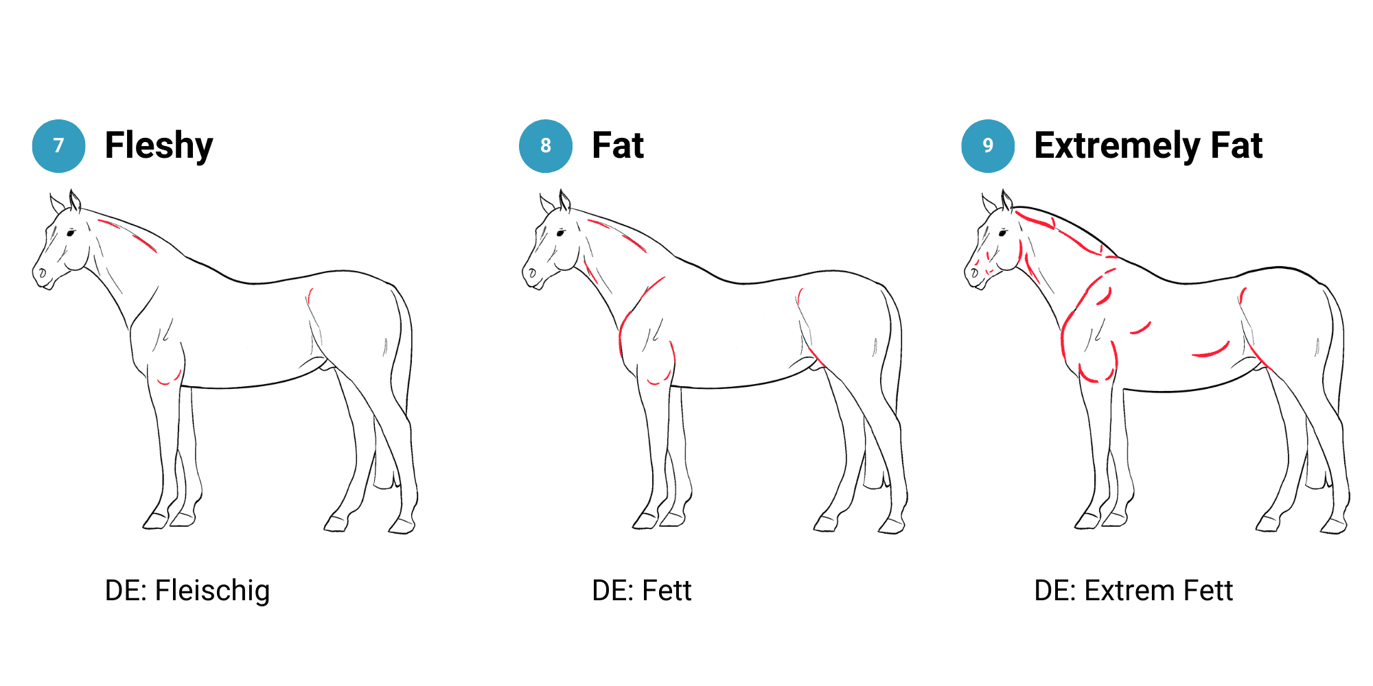 Body Condition Score 7 - 8 - 9, obese horses