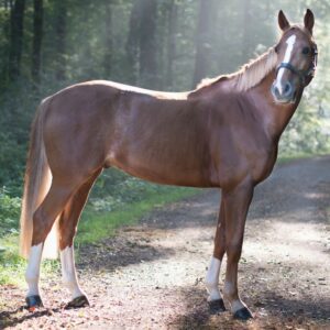 well proportioned horse standing in forest