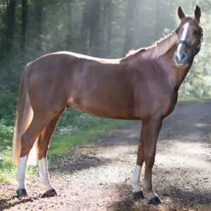 well proportioned horse standing in forest