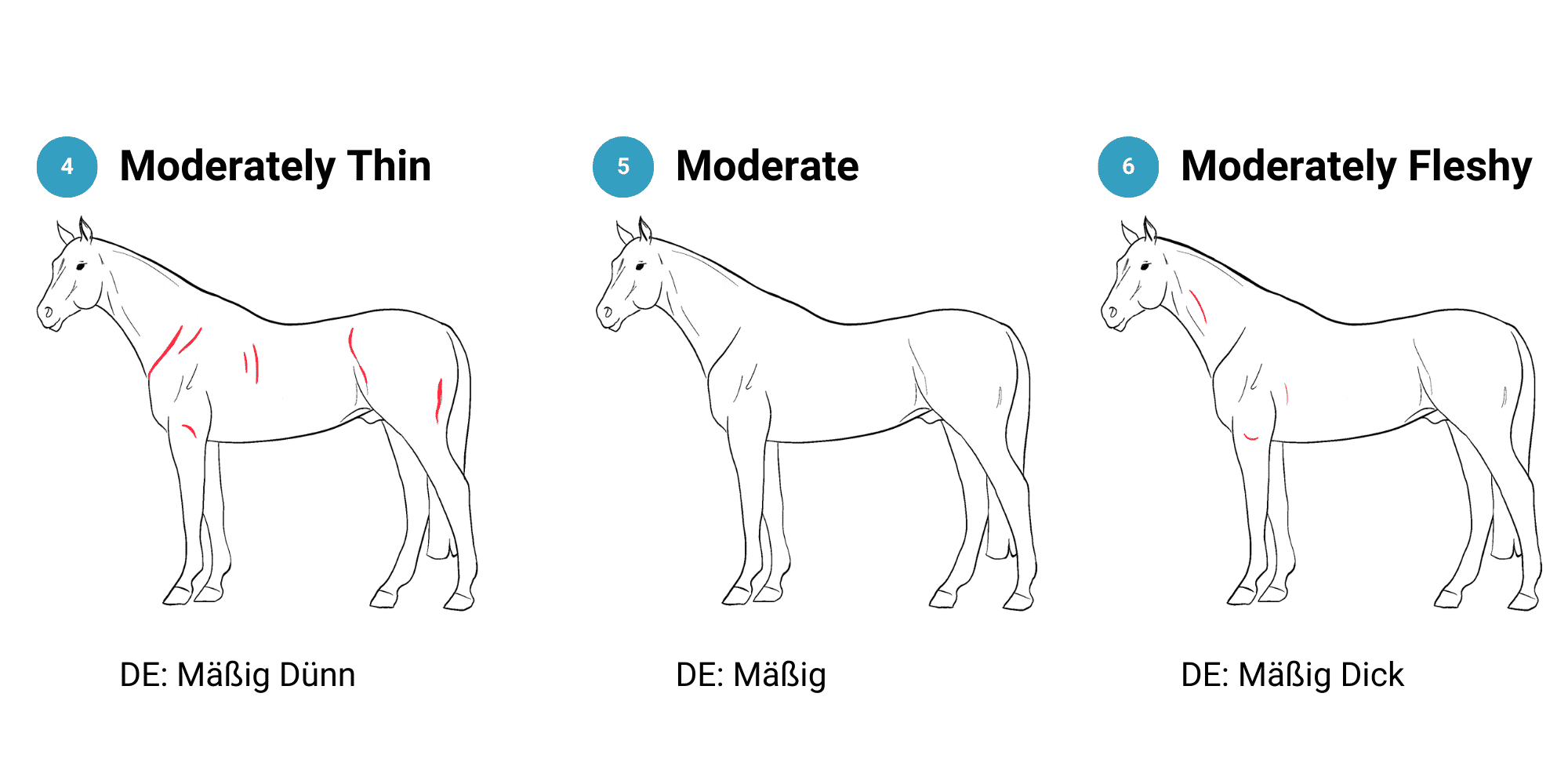 Body Condition Score 4 - 5 - 6, moderate horses