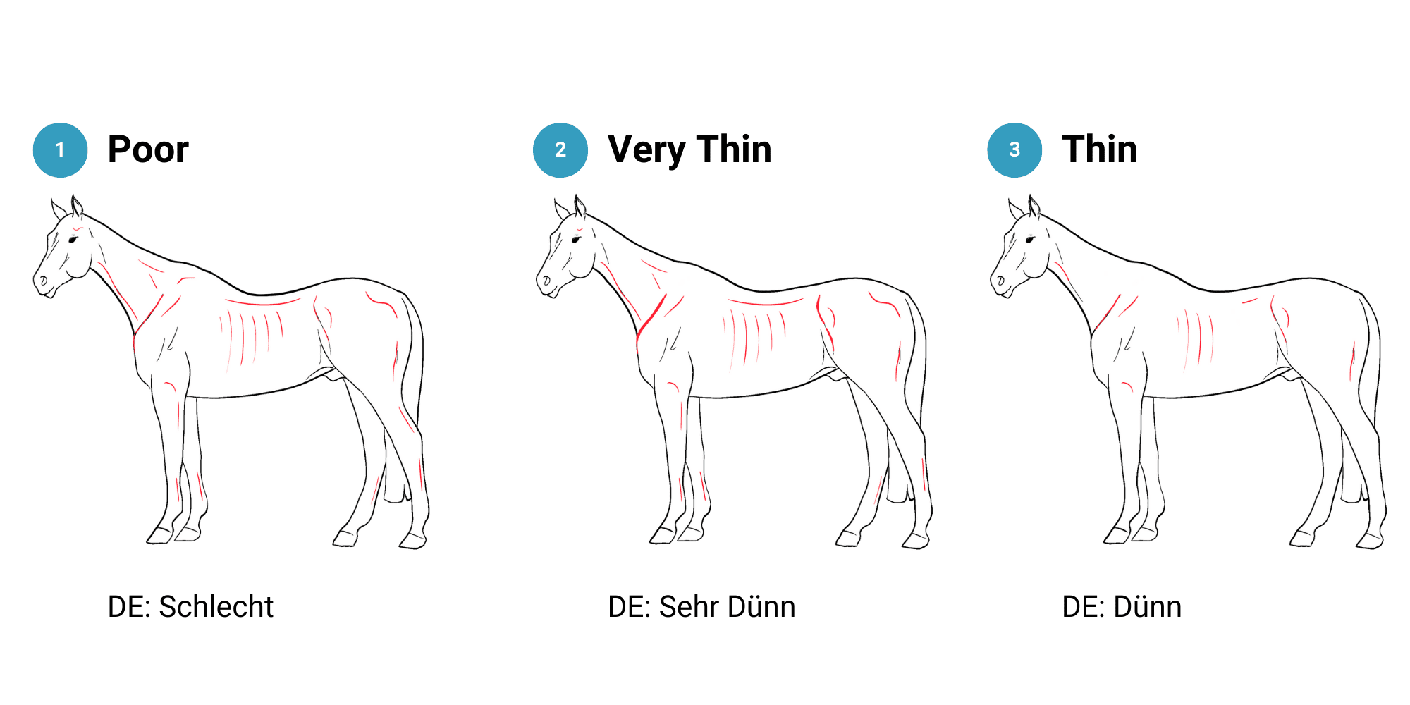 Body Condition Score 1 - 2 - 3, thin horses