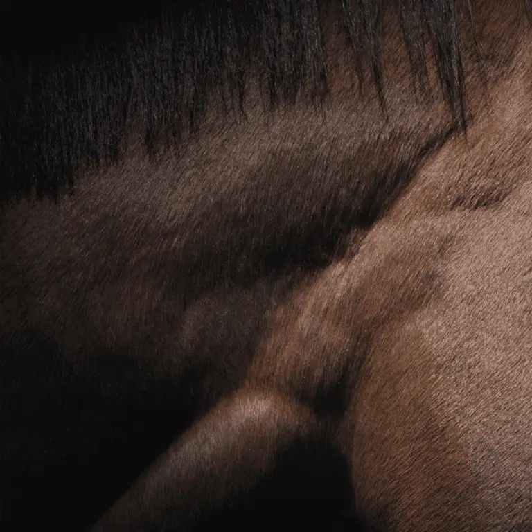 Horse with brown fur and black mane