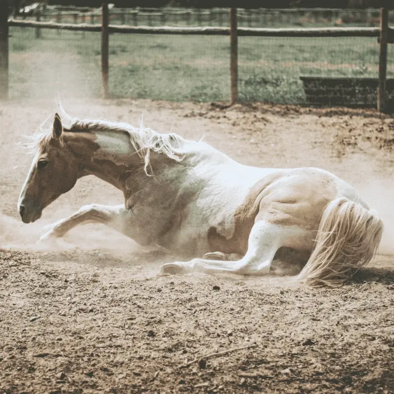 Horse rolling in the sand