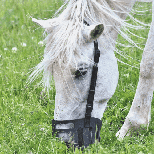 fressbremse auf schimmel pferd