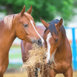two horses eating hay outside