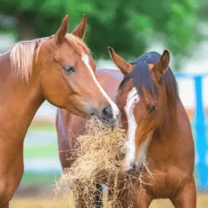 two horses eating hay outside