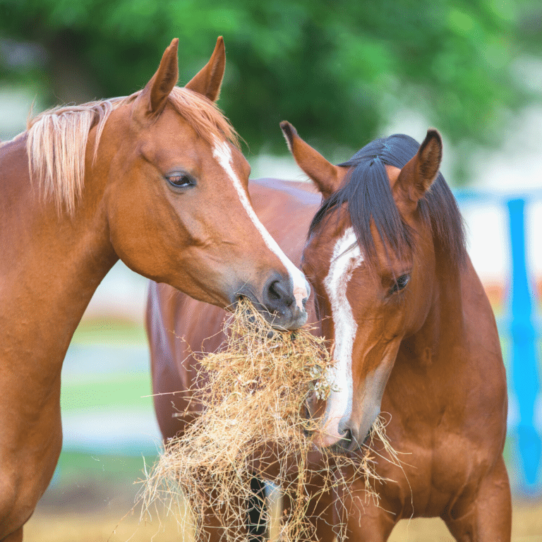 two horses eating hay outside gutes Heu erkennen Pferde Raufutter Eigenschaften