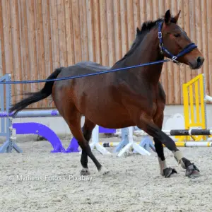 dunkelbraunes Pferd wird longiert