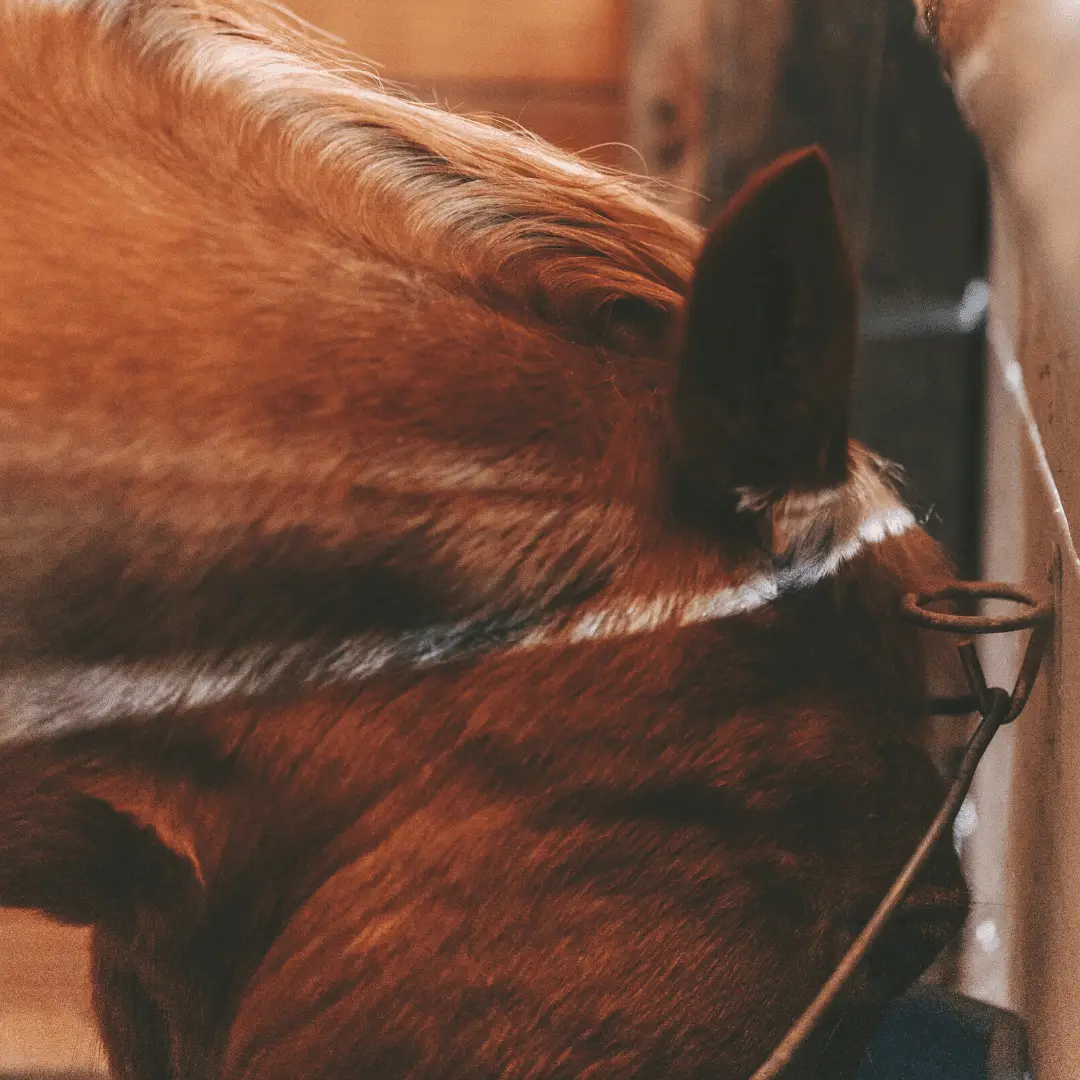 horse eating oats