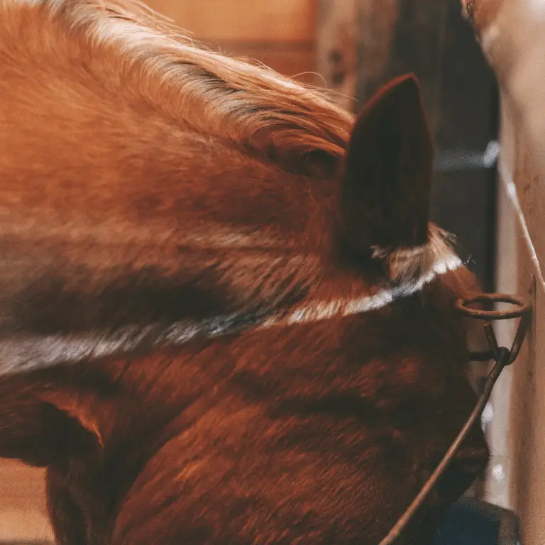 horse eating oats