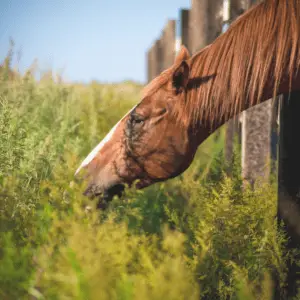 horse eating a poisonous plant