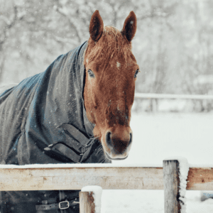 Horse with a rug in winter snow