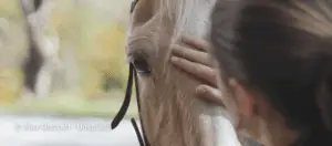 Stroking a horse on the forehead