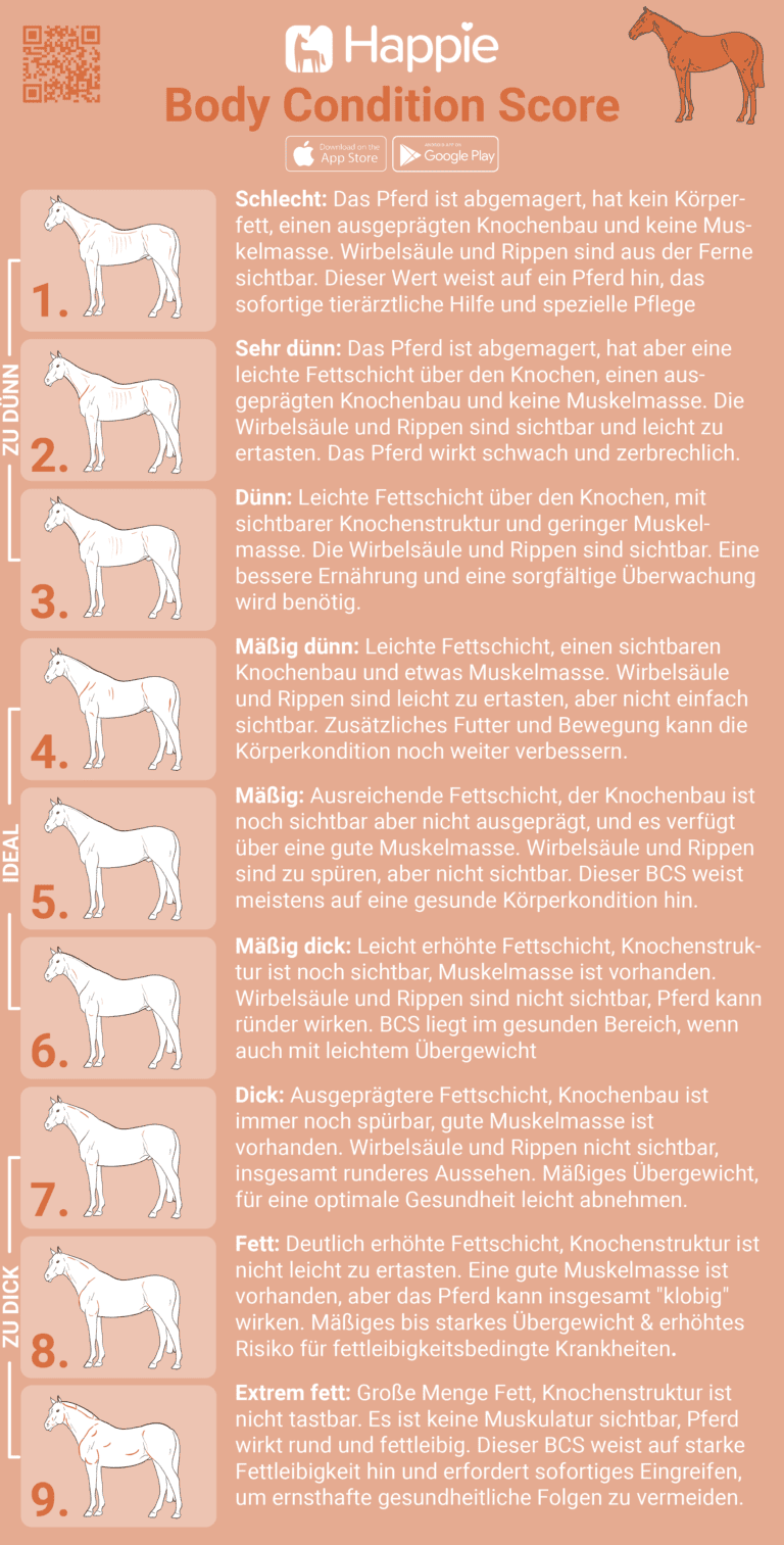 Körperzustand Pferd Übergewicht Untergewicht Ideal 1 bis 9 Illustration mit Beschreibung