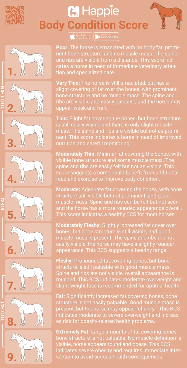 Horse Body Condition Score 1 -9, too thin, ideal, obese too fat