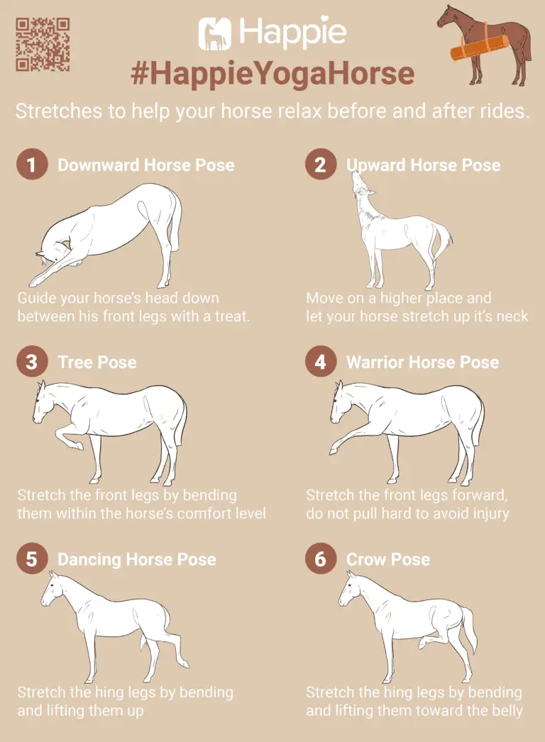 Free training program for stretches before and after riding for horses