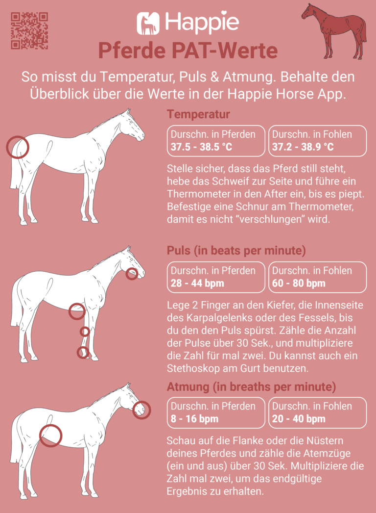 Puls, Atmung, Temperatur Normalwert Pferd messen Durchschnitt